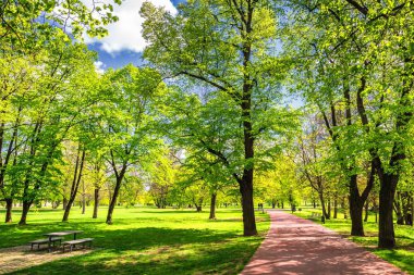 Bahar yeşil çim, güneş ışığı ile parkta. Taş yol 