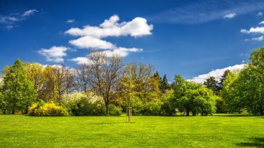 Çim ve ağaçların bir şehirde yeşil park