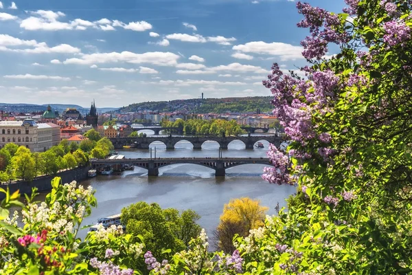 El floreciente arbusto de lila contra el río Moldava y el híbrido de Carlos —  Fotos de Stock