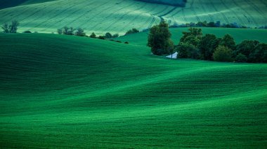 Endless Green Fields, Rolling Hills, Tractor Tracks, Spring Land clipart
