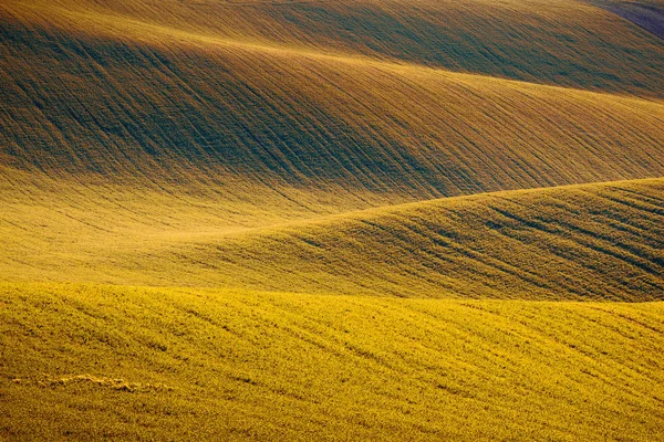 Sanfte Hügel mit grünen Weizenfeldern. erstaunliche minimalistische Fee — Stockfoto