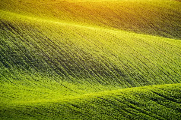 Endlose grüne Felder, sanfte Hügel, Traktorspuren, Frühlingsland — Stockfoto