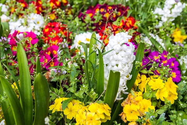 Kleurrijke bloemen in het park. Lente landschap. — Stockfoto