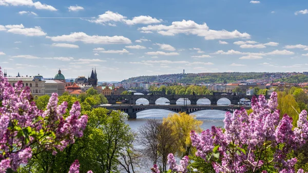 Цветущий куст сирени против реки Влтавы и Карла Брида — стоковое фото