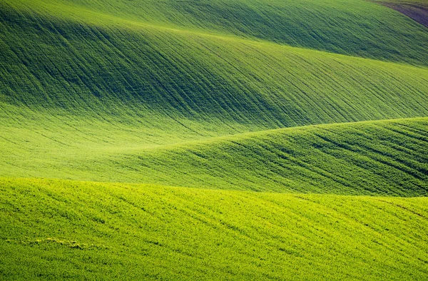 Sanfte Hügel mit grünen Weizenfeldern. erstaunliche minimalistische Fee — Stockfoto