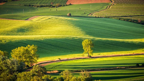 Verão verde paisagem vista panorâmica — Fotografia de Stock