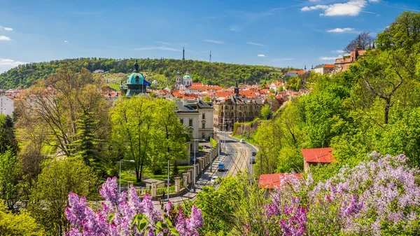 Цветущий куст сирени против исторического Старого города Праги — стоковое фото