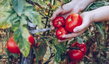 Bir bahçe ev yapımı kırmızı taze domates. Kırmızı organik domates bitki