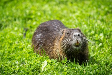 Adult beaver eating a plant. Beaver in a lake. Beaver in water i clipart