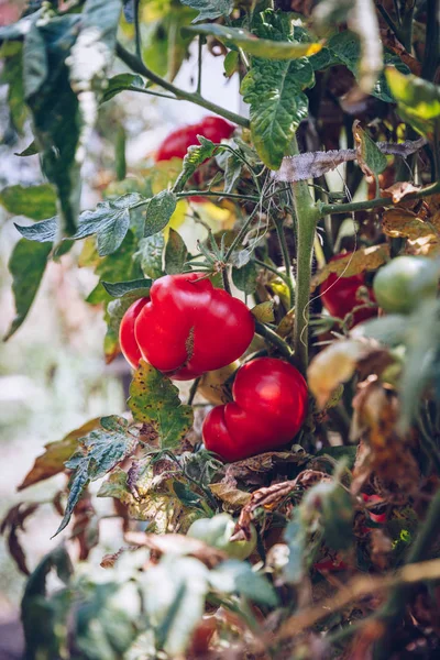 Домашний красный свежий помидор в саду. Красный органический томат — стоковое фото
