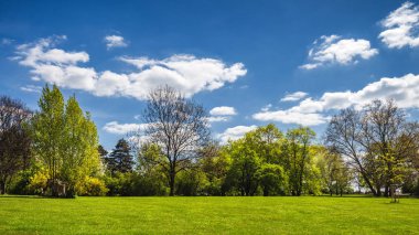 Bahar yeşil çim, güneş ışığı ile parkta. Taş yol yeşil park