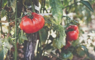Kırmızı ve yeşil domates twigs yaz büyümek. Olgun doğal domates üzerinde bir sera bir şube büyüyor. Olgun Bahçe Organik domates çekilmeye hazır.