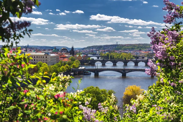 Floreciente Arbusto Lila Contra Río Moldava Puente Carlos Praga — Foto de Stock