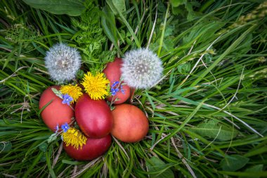 Çiçek ve blowballs, doğal çim üzerinde kırmızı Paskalya yumurtaları
