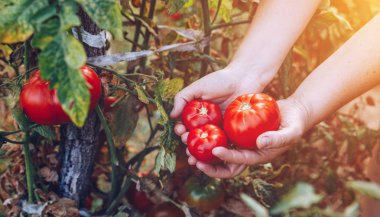 Taze hasat domates çiftçilerin elle. Taze hasat