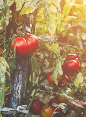 Organik domates bir sera. Bahçe taze kırmızı olgun domates