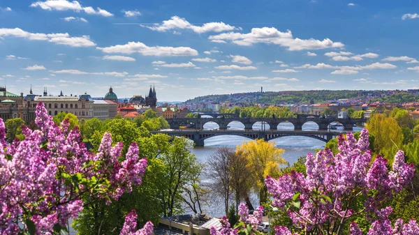 Kvetoucí bush lila proti řeky Vltavy a Karlova brid — Stock fotografie