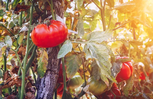 Органические помидоры в теплице. Красные спелые помидоры — стоковое фото