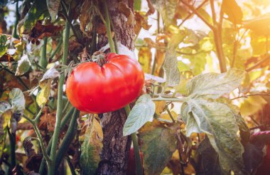 Kırmızı ve yeşil domates twigs yaz büyümek. Olgun doğal domates