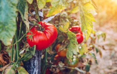 Kırmızı ve yeşil domates twigs yaz büyümek. Olgun doğal domates