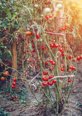 Organik domates bir sera. Bahçe taze kırmızı olgun domates