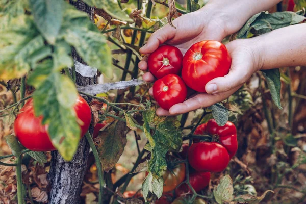 Руки фермеров со свежесобранными помидорами. Свежесобранный — стоковое фото