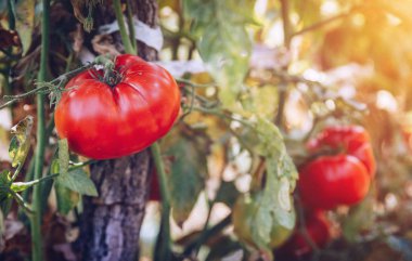Organik domates bir sera. Bahçe taze kırmızı olgun domates