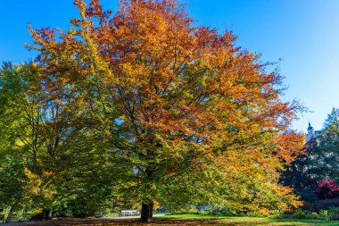 Sonbahar ve yapraklara altın yaprağı ile sonbahar manzara ağacı. 