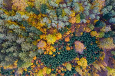 Aerial top down view of autumn forest with green and yellow tree