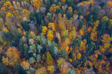 Aerial top down view of autumn forest with green and yellow tree