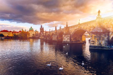 Vltava nehri yakınındaki Prag Charles Köprüsü manzarası. Kuğu üstünde.