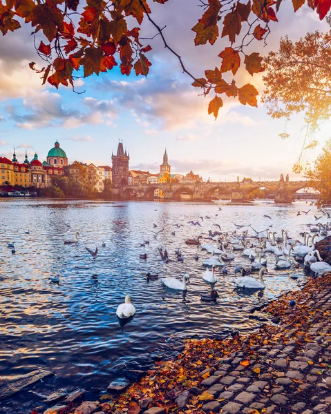 Vista del puente Charles de Praga cerca del río Moldava. Cisne en el — Foto de Stock