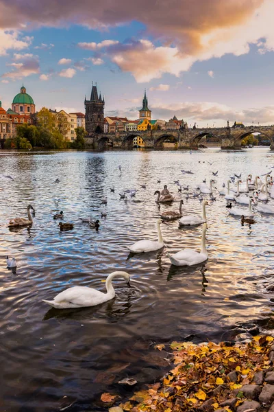 View of Prague Charles bridge near the Vltava river. Swan on the — Stock Photo, Image