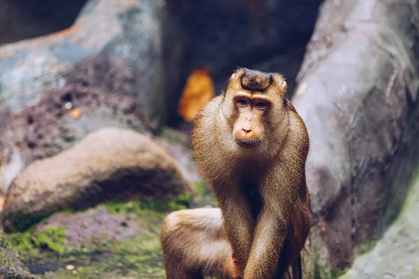 Macaco de cola de cerdo del sur (Macaco de cola de cerdo o Sunda — Foto de Stock