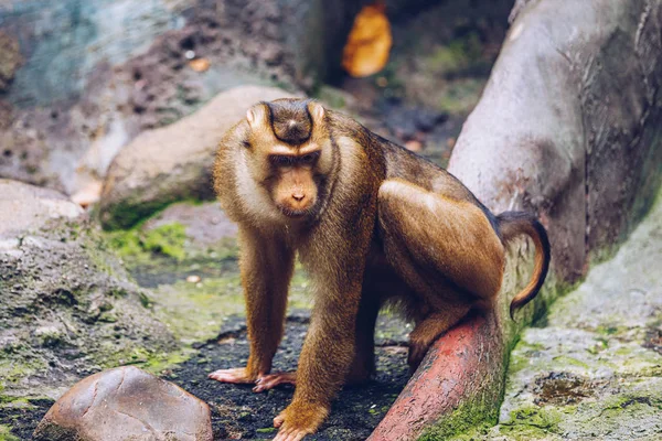 Macaco de cola de cerdo del sur (Macaco de cola de cerdo o Sunda — Foto de Stock