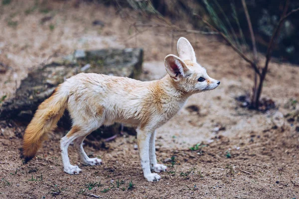 Лисиця огорожа (англ. fennec fox) - невелика тріщина — стокове фото