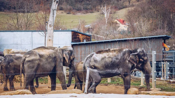 Family Of Indian Elephants At The Prague Zoo. Elephant and baby