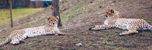 Cheetah, friendly animals at the Prague Zoo. View of the cheetah