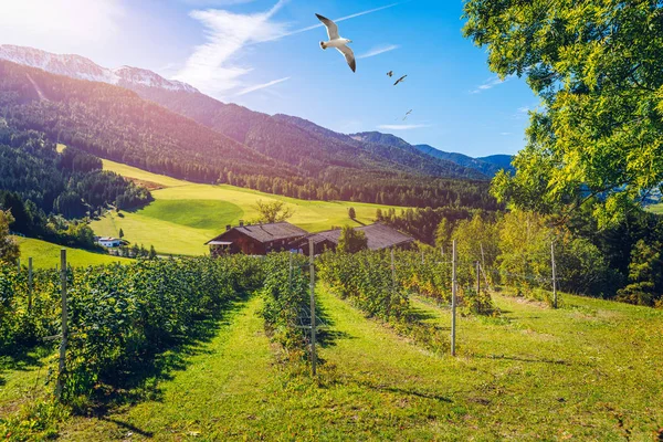 Farm field and village. Farm field and village on a blue sky day — Stock Photo, Image