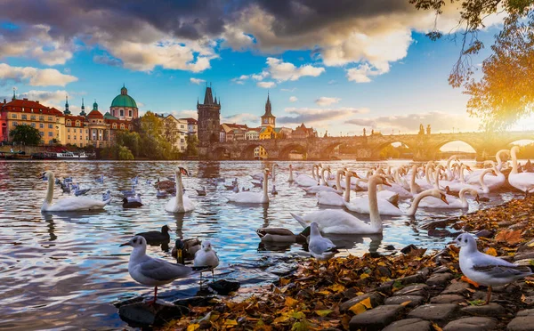 View Prague Charles Bridge Vltava River Swan River Swans Swim — Stock Photo, Image