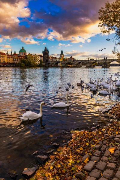 Vista Del Puente Charles Praga Cerca Del Río Moldava Cisne — Foto de Stock