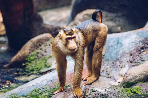 Macaco Cauda Porco Sul Macaco Rabo Porco Sundalândia Macaco Rabo — Fotografia de Stock