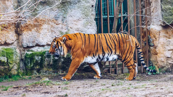Tigre Sumatra Panthera Tigris Sumatrae Dans Zoo Prague Tigre Zoo — Photo