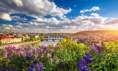 Şaşırtıcı bahar şehir manzarası, Vltava nehri ve letna park, Prag, Çekya renkli leylak çiçeklenme ile eski şehir merkezi. Vltava nehri ve Charles köprüsüne karşı leylak açan çalı, Prag, Çekya.