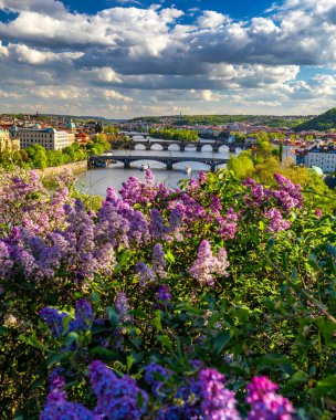Şaşırtıcı bahar şehir manzarası, Vltava nehri ve letna park, Prag, Çekya renkli leylak çiçeklenme ile eski şehir merkezi. Vltava nehri ve Charles köprüsüne karşı leylak açan çalı, Prag, Çekya.