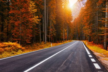 Virajlı yol manzarası. Güney Tyrol 'daki İtalyan Alplerinde asfalt yollar, sonbahar sezonu boyunca. Alp Ormanı 'nın her iki tarafından kıvrımlı yollar ve sarı karaçaların olduğu sonbahar sahnesi. Dolomit Alpleri. İtalya