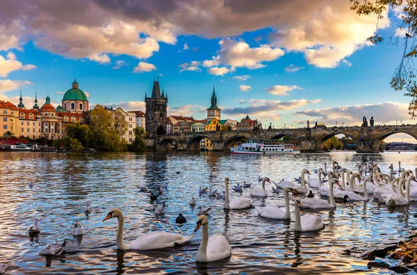 Pohled Pražský Karlův Most Vltavy Labuť Řece Labutě Plavou Řece — Stock fotografie