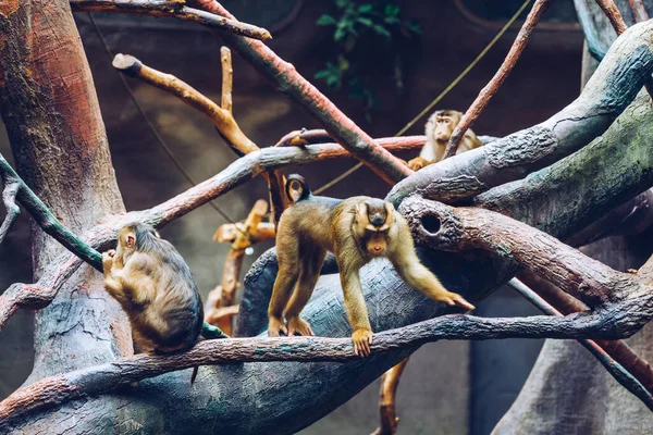 Macaco Coda Maiale Meridionale Macaco Coda Maiale Sundaland Macaco Coda — Foto Stock