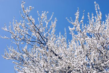 Çiçekli bahar sınır arkaplanı, yakın plan. Soyut çiçek bahar arkaplanı. Bulanık doğa üzerine çiçekler / Bahar çiçekleri / Bokeh ile Bahar Arkaplanı