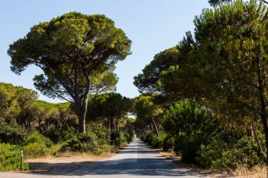 Çam ağacı avenue Toskana bölgesinde Maremma İtalya